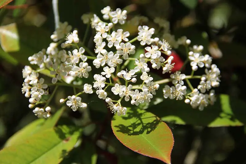 Una imagen horizontal de primer plano de un racimo de pequeñas flores blancas representadas en un sol brillante sobre un fondo de enfoque suave.