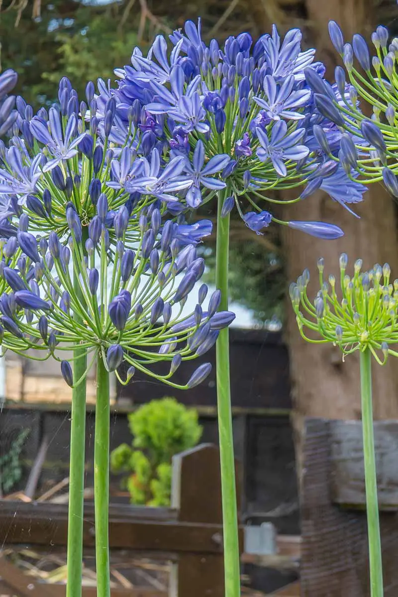 Una imagen vertical de cerca de un agapanthus azul brillante florece en plena floración fuera de una casa de madera con un enfoque suave en el fondo.
