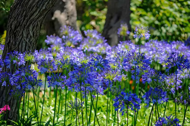 Una imagen horizontal de primer plano de flores de agapanto azul brillante que crecen en el jardín bajo los árboles, fotografiada con un sol brillante filtrado, con arbustos en un enfoque suave en el fondo.