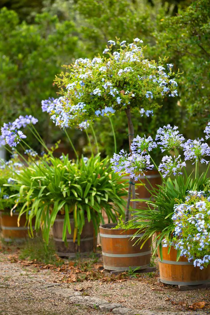 Una imagen vertical de flores azules que crecen en macetas de barriles de whisky con arbustos en un enfoque suave en el fondo.