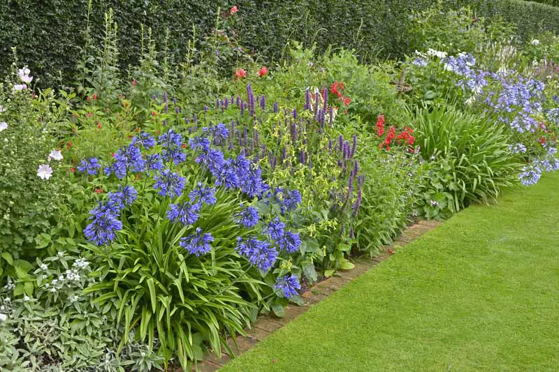 Un jardín de flores de jardín de cabañas con una variedad de arbustos florecientes diferentes junto a un césped cuidadosamente recortado, con un seto en un enfoque suave en el fondo.