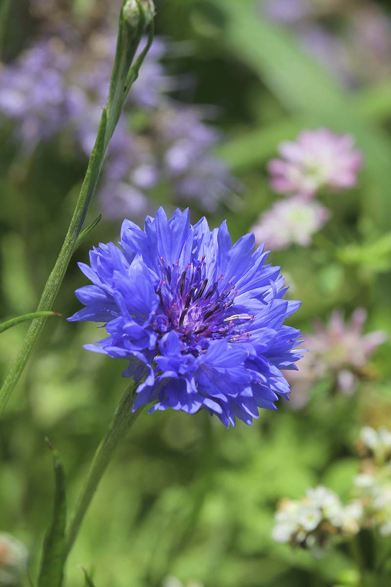 Una imagen vertical de un aciano azul que crece en el jardín en un fondo de enfoque suave.