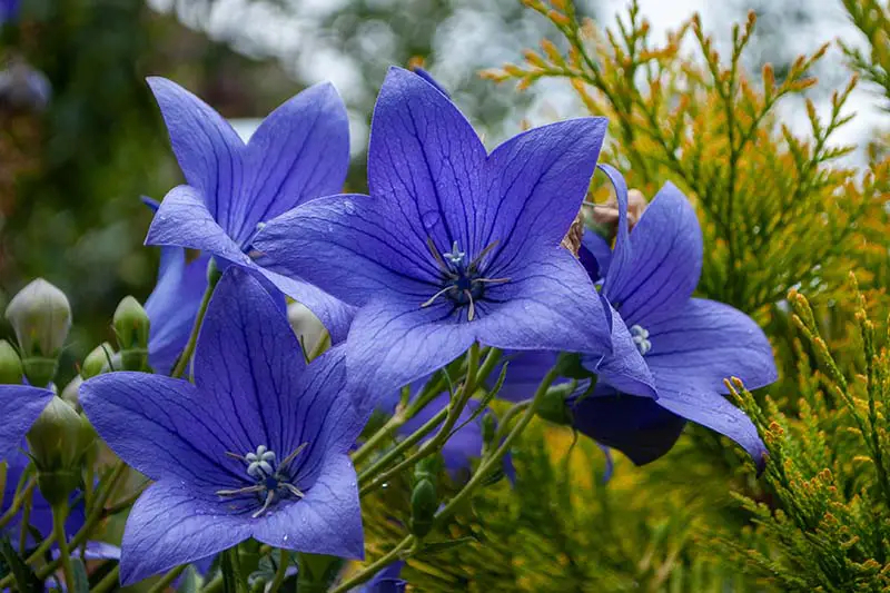 Un primer plano de flores azules brillantes y veteadas de Platycodon grandiflorus perenne que crece en el jardín, fotografiado en un fondo de enfoque suave.