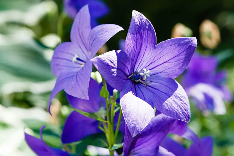 Un primer plano de las flores de Platycodon grandiflorus de color azul brillante representadas en un sol brillante sobre un fondo de enfoque suave.