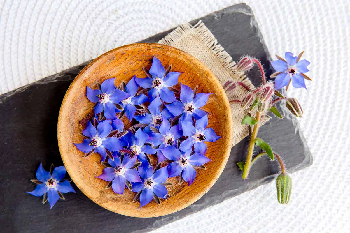 Una imagen horizontal de arriba hacia abajo de flores de borraja azul en un cuenco de madera sobre un trozo de pizarra.