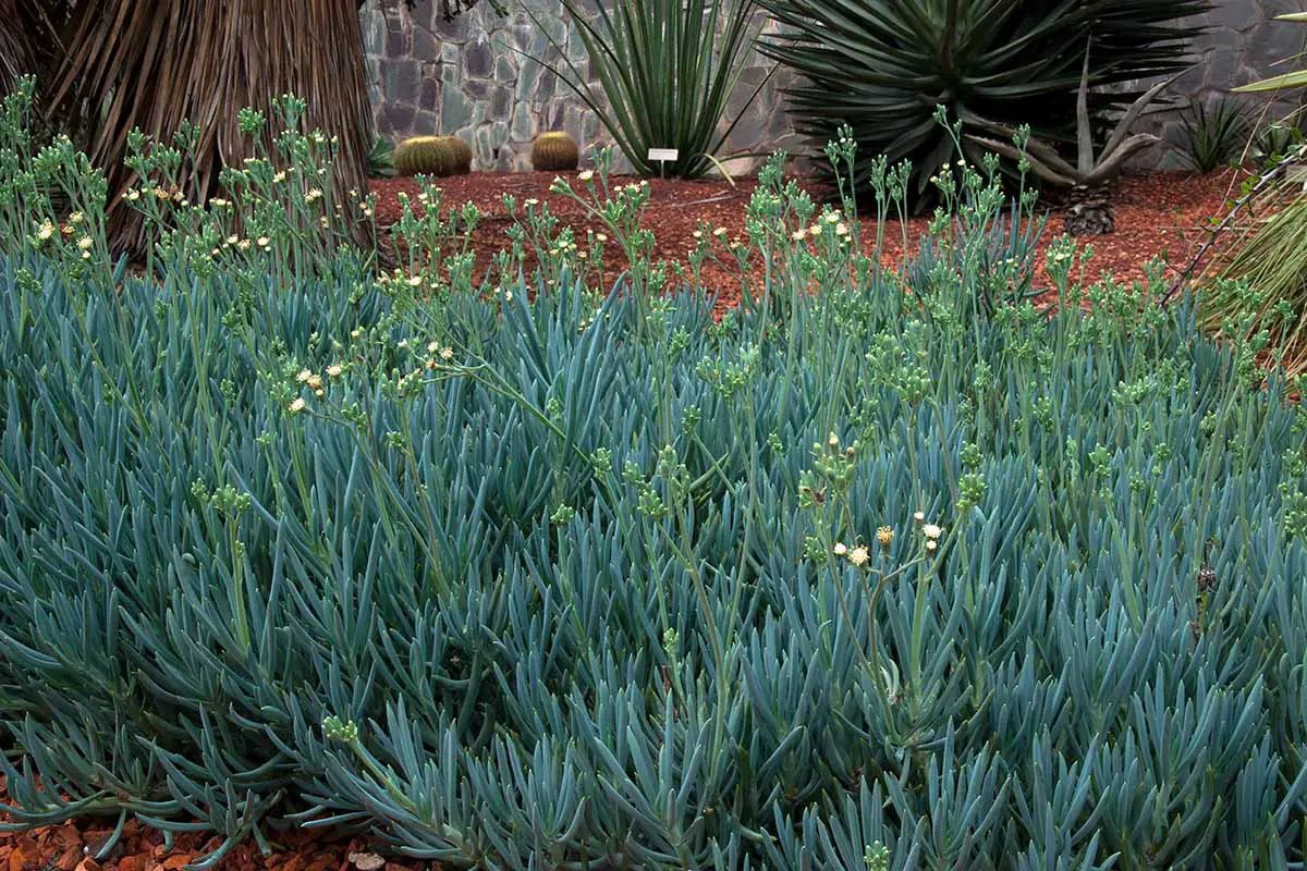 Una imagen horizontal de primer plano de plantas de palo de tiza azul que crecen en el jardín.
