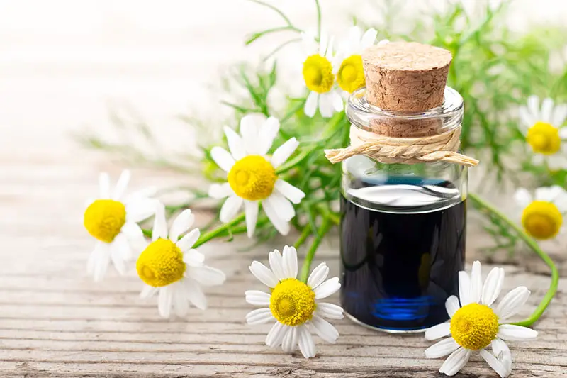 Un primer plano de un pequeño frasco de vidrio que contiene aceite esencial azul sobre una superficie de madera con flores blancas en el fondo.
