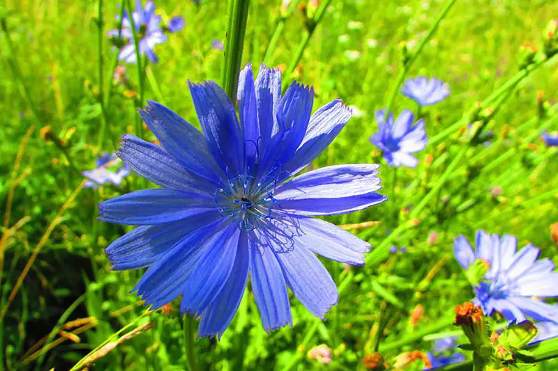 Un primer plano de una flor azul brillante de Cichorium intybus, que crece en el jardín, fotografiada bajo un sol brillante que se desvanece en un enfoque suave en el fondo.