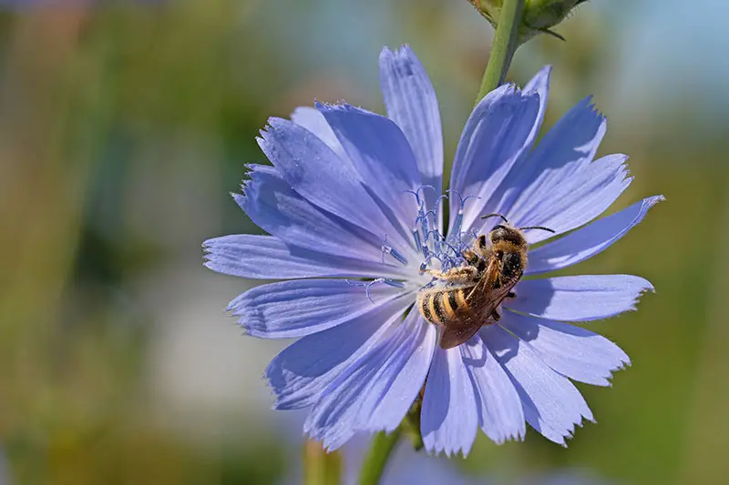 Un primer plano de una abeja alimentándose de una flor azul brillante de Cichorium intybus, representada en un fondo de enfoque suave.
