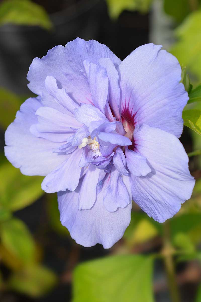 Una imagen vertical de cerca de una flor azul claro de doble pétalo de la variedad 'Blue Chiffon' de H. syriacus que crece en el jardín sobre un fondo de enfoque suave.