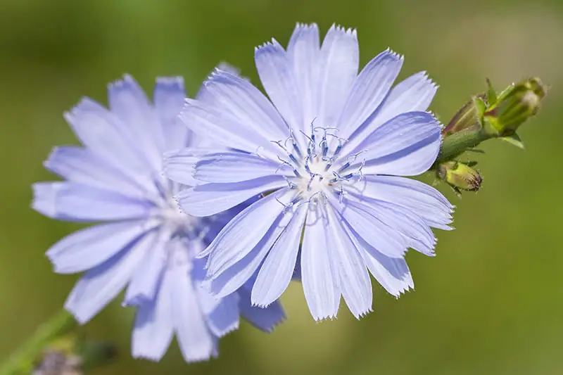 Un primer plano de las flores de Cichorium intybus azul claro representadas en un fondo de enfoque suave.