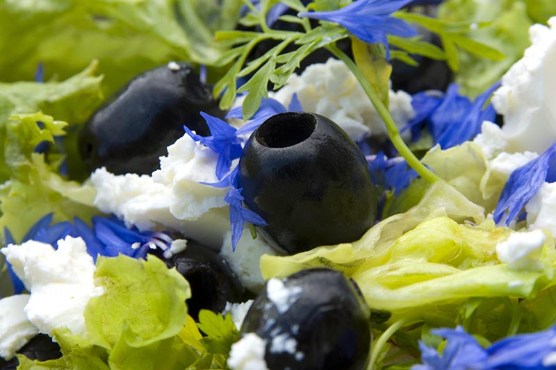 Un primer plano de una ensalada de verano con aceitunas y queso feta, adornada con pequeñas flores azules.