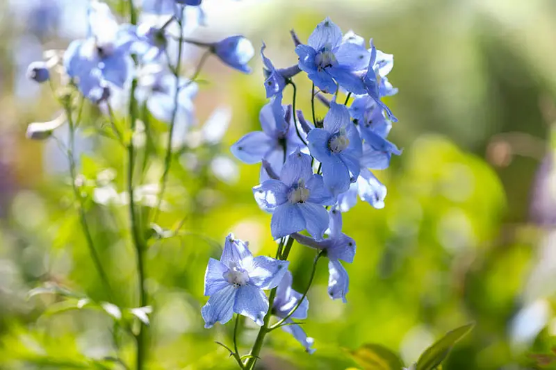 Un primer plano de una flor azul claro en la imagen de un sol brillante sobre un fondo de enfoque suave.