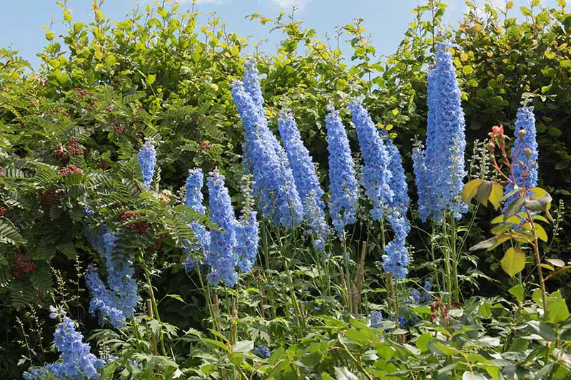 Delphiniums azul claro floreciendo en el jardín de verano con un seto, cielo azul y follaje en el fondo.