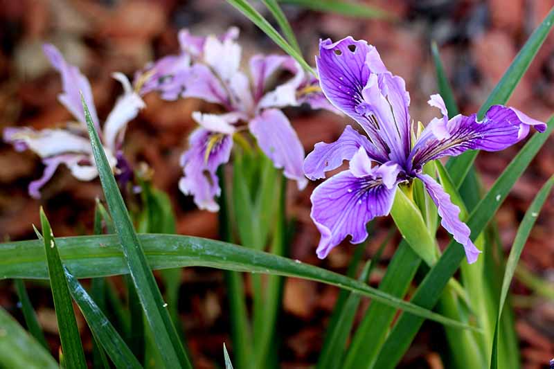 Una imagen horizontal de primer plano de flores de iris de color púrpura brillante representadas en un fondo de enfoque suave.