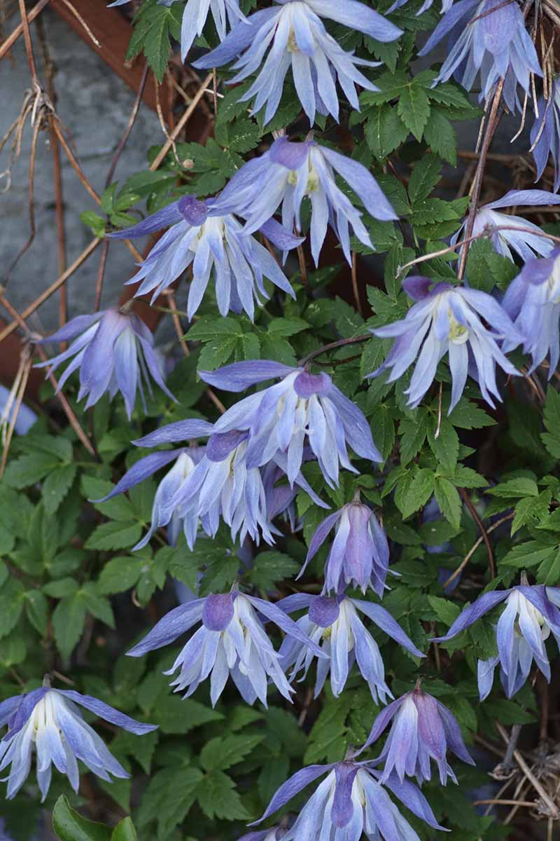 Una imagen vertical de cerca de flores de clematis azul claro que crecen en el jardín.