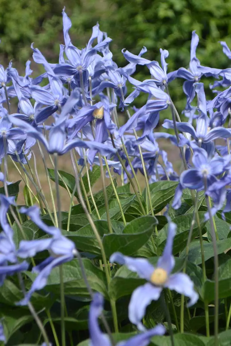 Una imagen vertical de cerca de flores azules de Clematis integrifolia que crecen en el jardín.