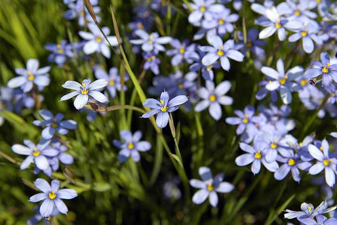 Las flores azules como esta hierba de ojos azules de hoja estrecha agregan un toque de color al jardín.  |  
