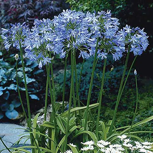 Una imagen cuadrada de primer plano de las flores 'Blue Heaven' que crecen en el jardín rodeadas de una variedad de otras flores y follaje en un fondo de enfoque suave.