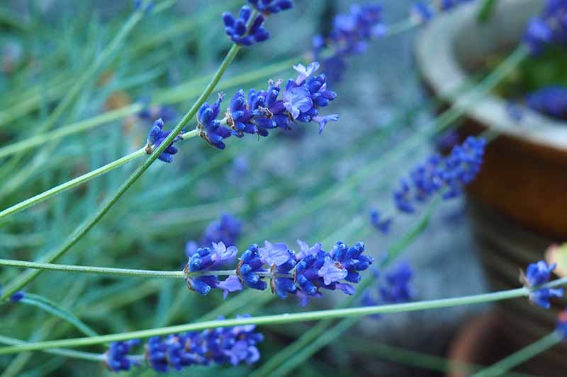 Un primer plano de las flores de color azul claro de la variedad de lavanda 'Blue Hidcote', sobre un fondo de enfoque suave.