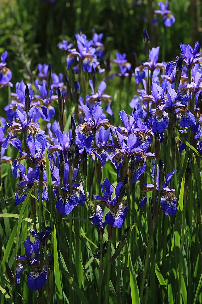 Una imagen vertical de primer plano de iris azules brillantes sin barba que crecen en el jardín fotografiado bajo el sol brillante.