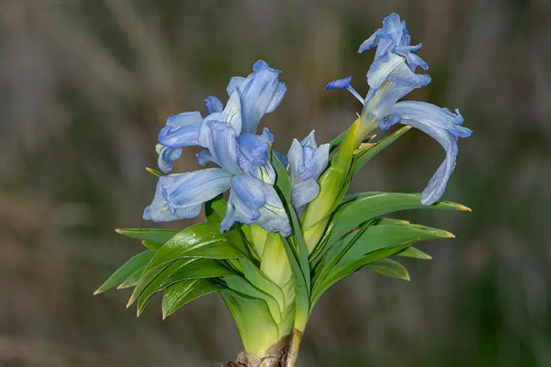 Una imagen horizontal de primer plano de la flor azul claro Iris aucheri que crece en el jardín representada en un fondo de enfoque suave.