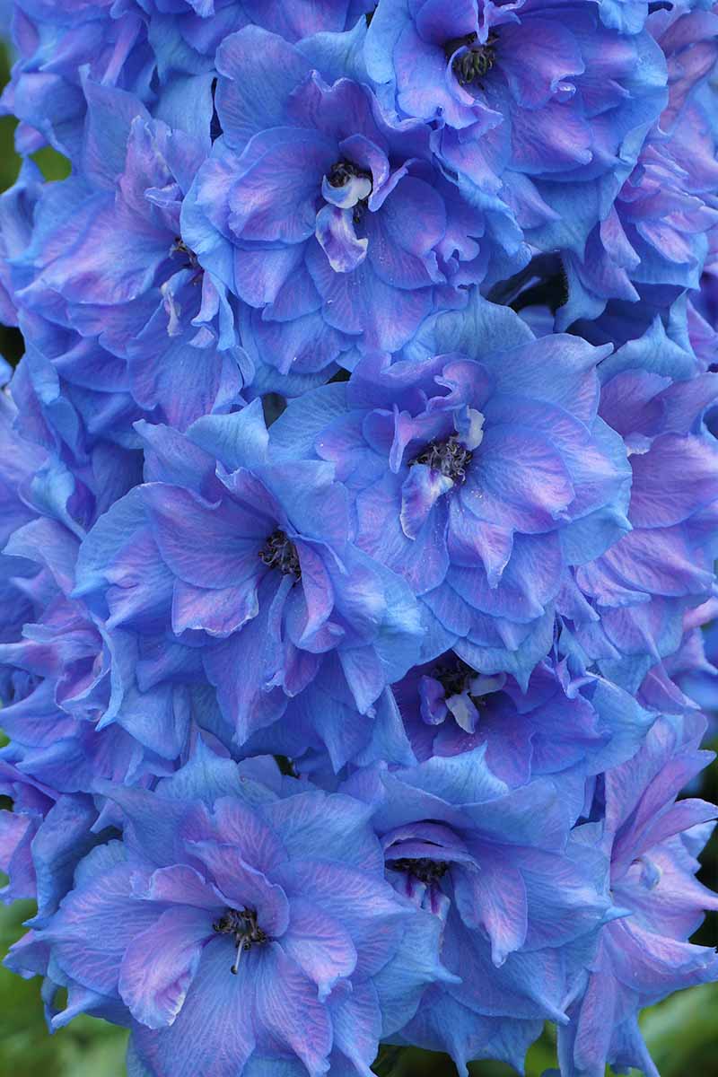 Una imagen de primer plano vertical de una flor azul brillante que crece en un tallo vertical.