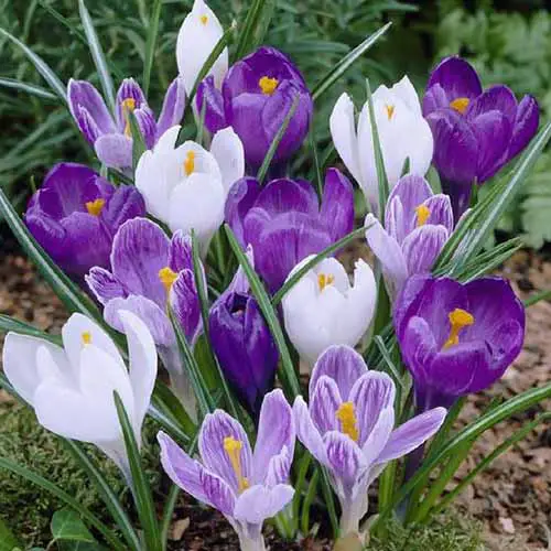 Un primer plano de flores blancas, violetas claras y violetas oscuras de C. vernus que crecen en el jardín en primavera.