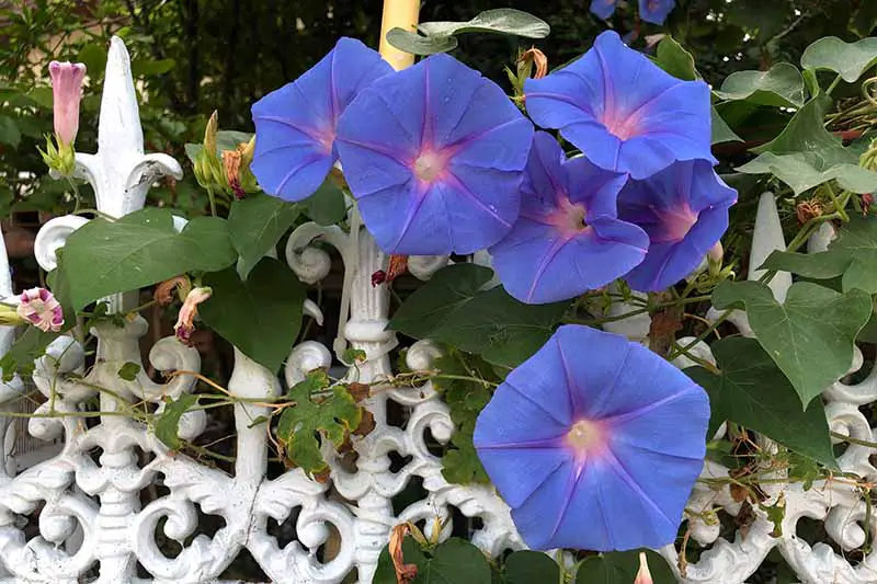 Una imagen horizontal de primer plano de flores azules de Ipomoea purpurea que crecen en una valla de metal blanco.