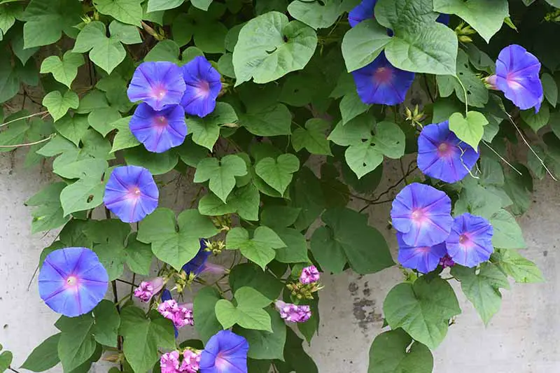 Una imagen horizontal de primer plano de las flores azules de la gloria de la mañana que crecen al costado de una residencia.
