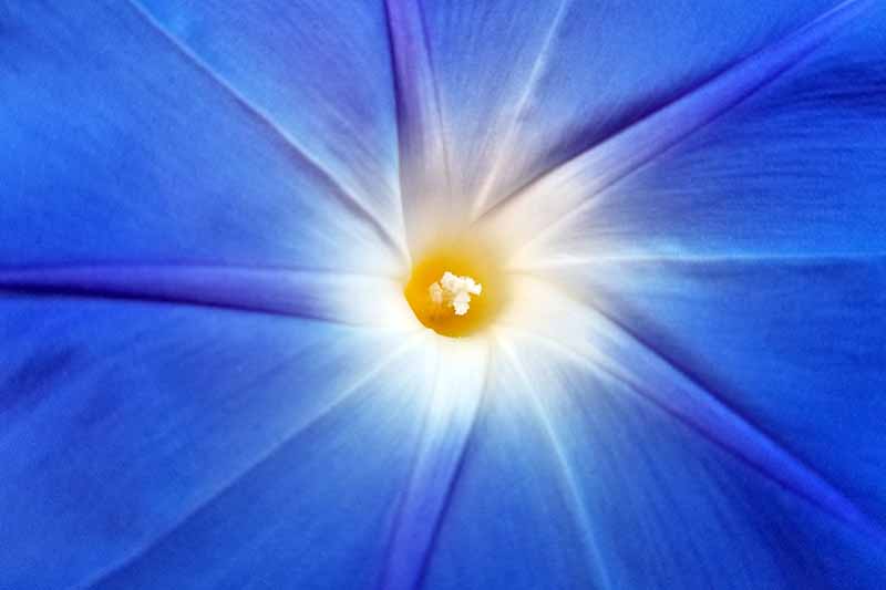 Una fotografía de primer plano de una flor azul de la gloria de la mañana con un centro blanco y amarillo.  El polen es evidente en el estambre.