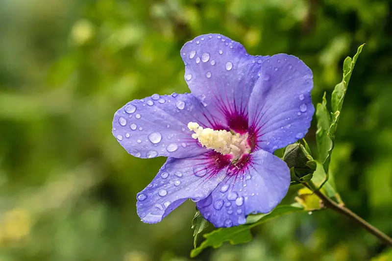 Un primer plano de una flor violeta clara con un ojo rojo oscuro y una columna estaminal amarilla clara, cubierta de gotitas de agua sobre un fondo verde de enfoque suave.  La flor es de la variedad 'Blue Satin' de H. syriacus.
