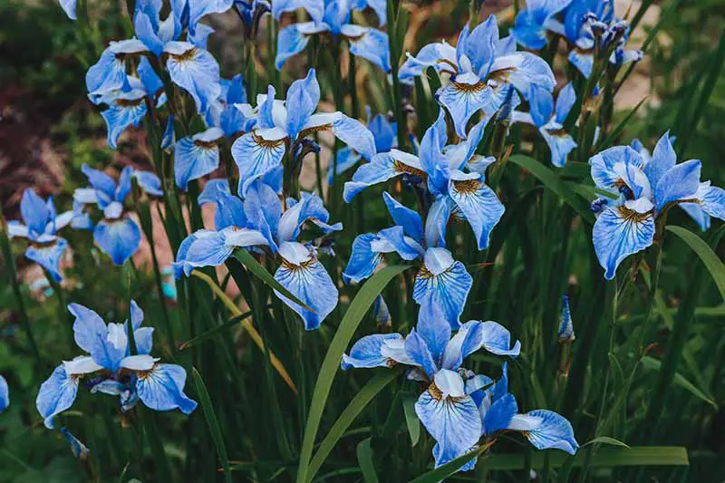 Una imagen horizontal de primer plano de flores de iris siberiano azul brillante que crecen en el jardín.