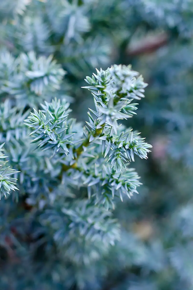 Una imagen vertical de cerca de las ramas de Juniperus squamata 'Blue Star' que crecen en el jardín fotografiado sobre un fondo de enfoque suave.