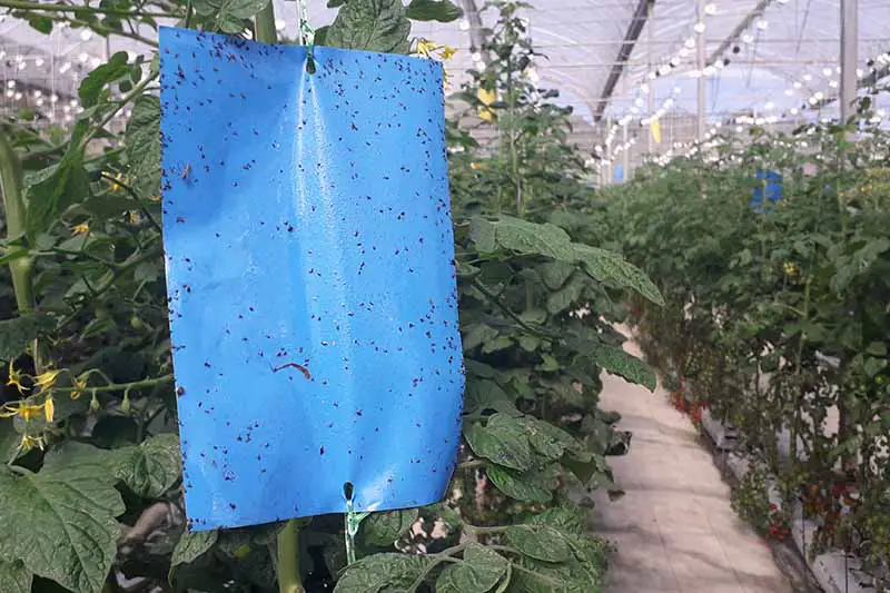 Una imagen horizontal de primer plano de una trampa pegajosa azul colocada en un invernadero para controlar la presencia de plagas de insectos.
