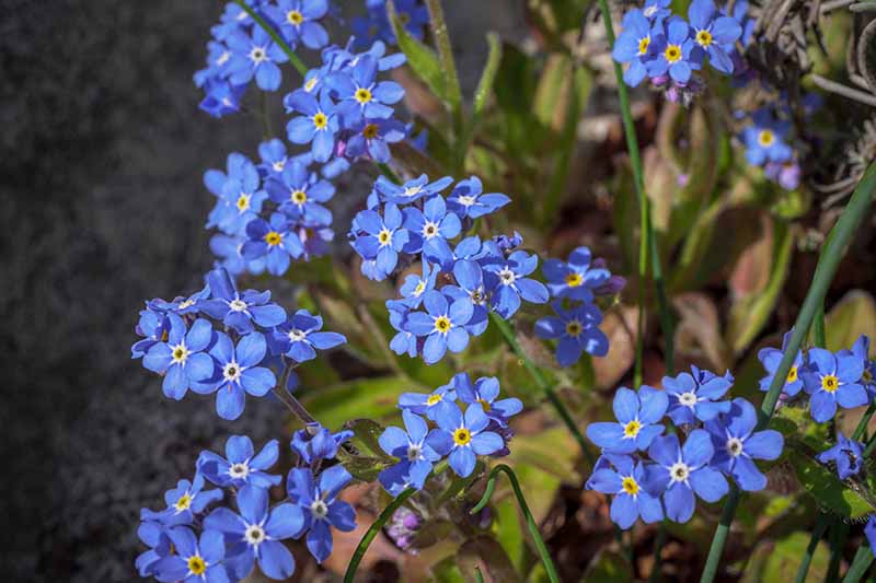 Una imagen horizontal de primer plano de flores azules de Myosotis sylvatica que crecen en un lugar sombreado en el jardín fotografiado en un fondo de enfoque suave.