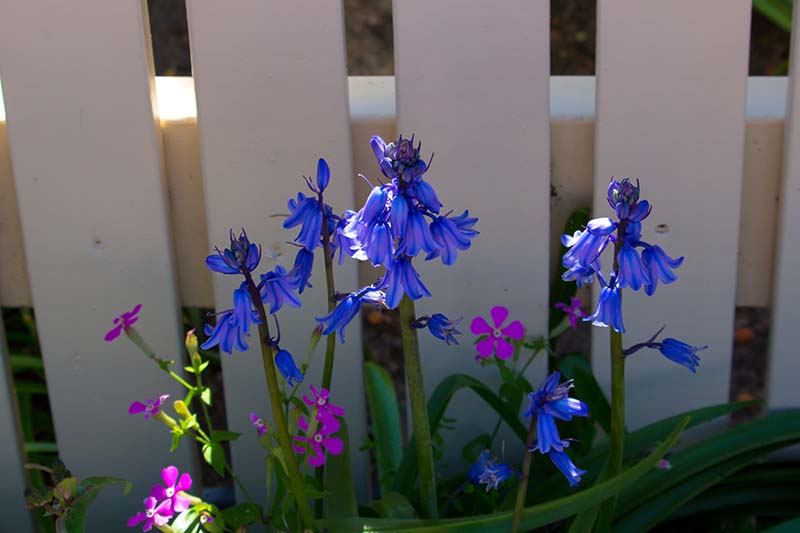 Una imagen horizontal de primer plano de flores azules brillantes de Hyacinthoides hispanica que crecen junto a una valla de madera blanca.