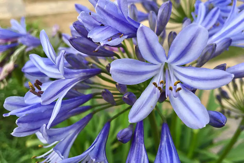 Una imagen horizontal de primer plano de las flores 'Blue Yonder' que crecen en el jardín representadas en un fondo de enfoque suave.