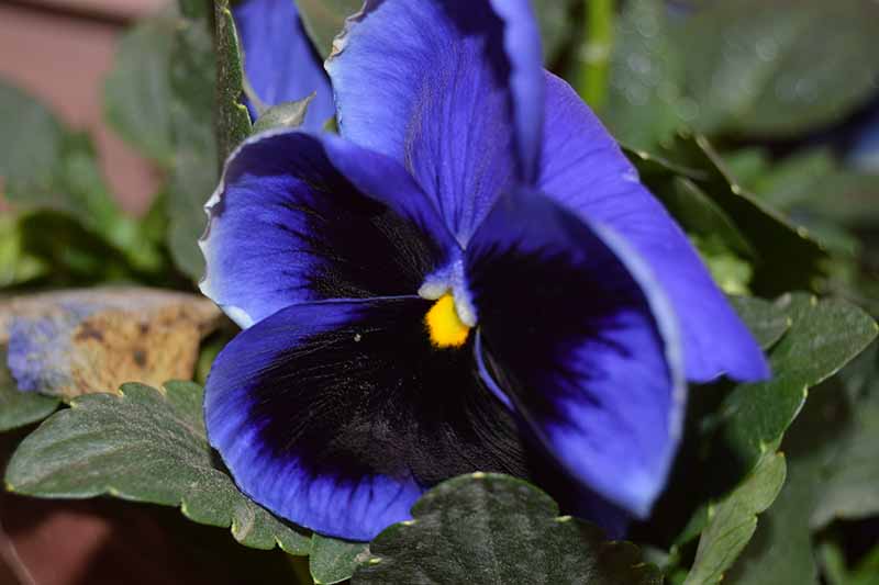 Un primer plano de una viola bicolor negra y azul que crece en el jardín rodeada de follaje verde oscuro.