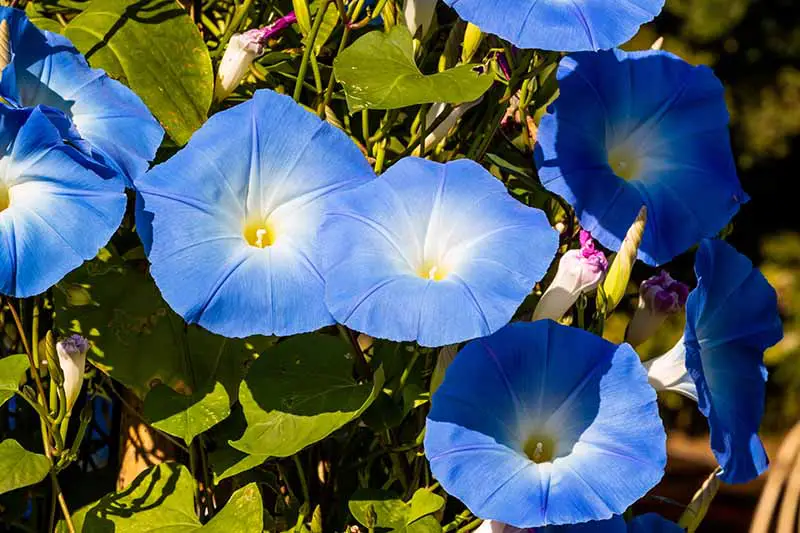 Una imagen horizontal de cerca de las flores azules de la gloria de la mañana (Ipomoea purpurea) que crecen en un jardín soleado.