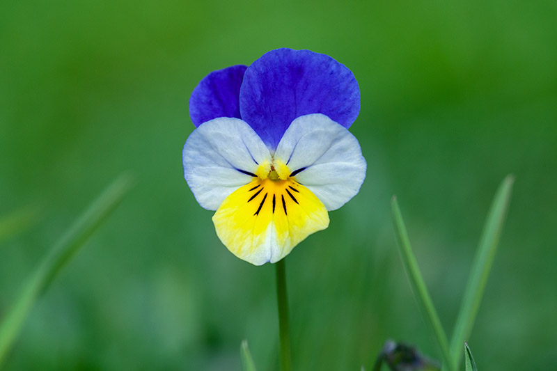 Una imagen horizontal de primer plano de una flor de pensamiento tricolor azul, blanca y amarilla aislada en un fondo verde.