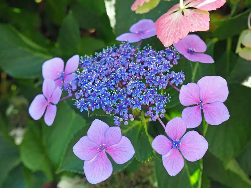 Una imagen horizontal de primer plano de un racimo de flores azules de flores de hortensias lacecap.