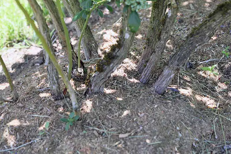 Una imagen horizontal de primer plano de un arbusto Vaccinium corymbosum con mantillo colocado alrededor de la parte inferior del arbusto.