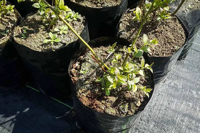 Una imagen horizontal de primer plano de los arbustos Vaccinium que crecen en macetas de vivero listas para trasplantar al jardín.