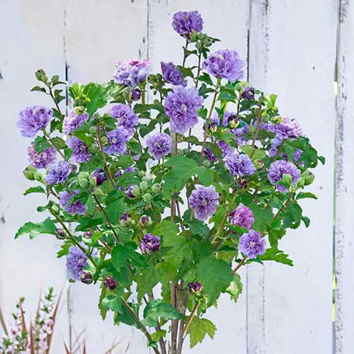 Un pequeño arbusto erguido con hojas de color verde brillante y delicadas flores de color púrpura sobre un fondo de madera blanca.  Esta planta es la variedad H. syriacus 'Blueberry Smoothie'.
