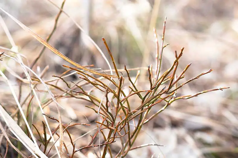 Una imagen horizontal de los nuevos brotes de un arbusto de arándanos en primavera en un fondo de enfoque suave.