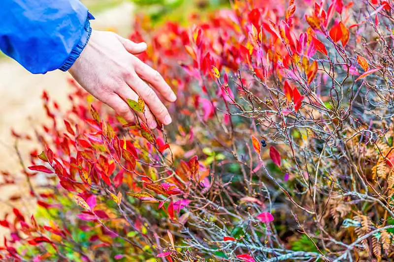 La mano de un hombre se extiende desde la izquierda del marco para tocar las hojas de otoño rojas y amarillas brillantes de un arbusto de arándanos, los colores contrastan con los tallos marrones y verdes.