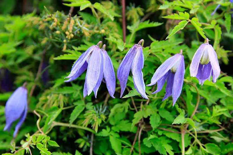 Un primer plano de las flores en forma de campana 'Bluebird'.  Son de color azul que se desvanece a blanco y hacen un contraste dramático con las hojas verdes brillantes que los rodean.