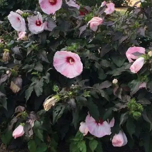 Un arbusto de hibisco 'Blush' que crece en el jardín con follaje verde oscuro y una abundancia de flores rosas con ojos centrales de color rojo intenso, a la luz del sol.
