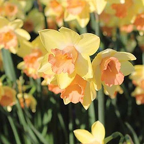 Una imagen cuadrada de primer plano de los narcisos amarillos brillantes 'Blushing Lady' que crecen en un entorno naturalizado en el jardín, sobre un fondo de enfoque suave.